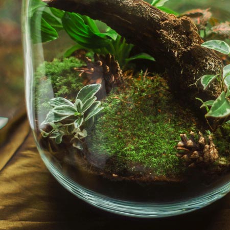 Ecosystem in a Jar