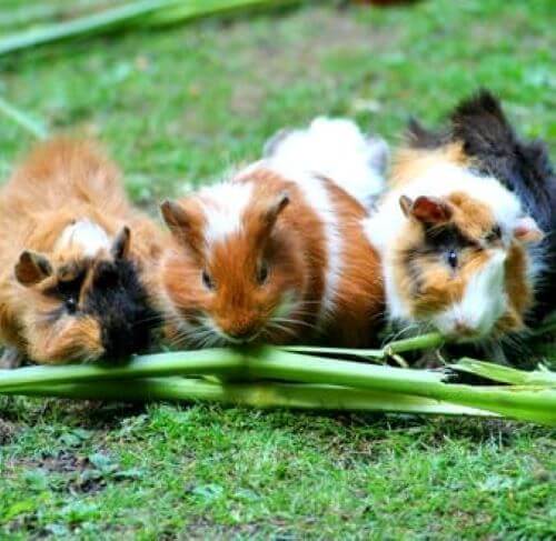 guinea pigs nibbling stem