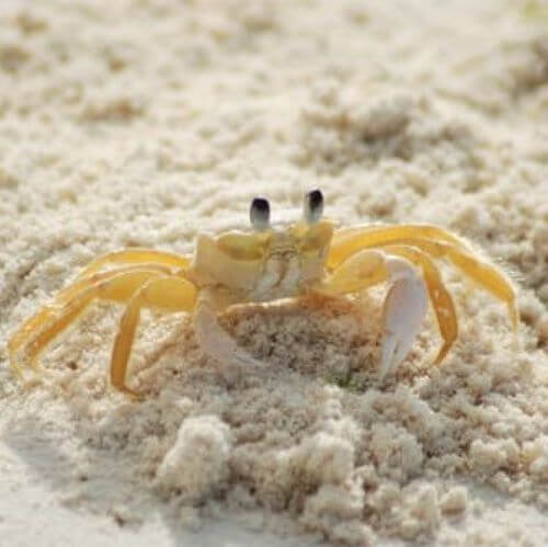 crab in sand