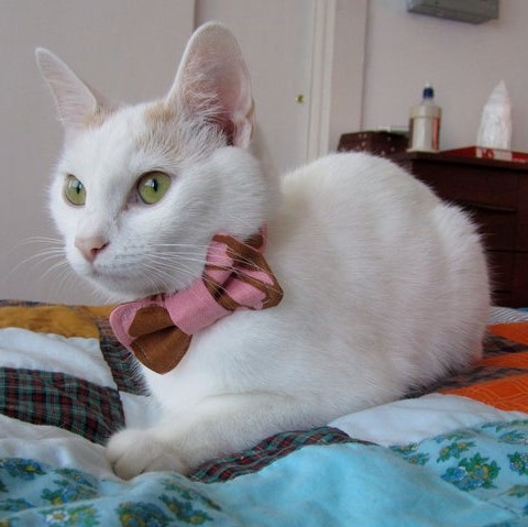 white cat with pink bow tie