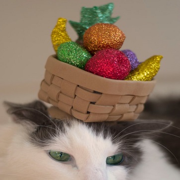 cat with basket of fake fruit on head