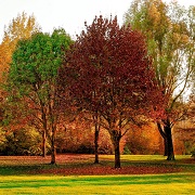 Trees in a field with fall foliage