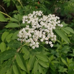 black elderberry in bloom