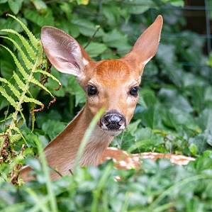 Deer peering around bushes