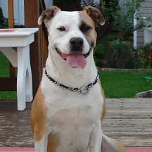 pitbull mix dog sitting and posing for camera