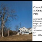 Picture of Champion Tree at Onatru Farm Park