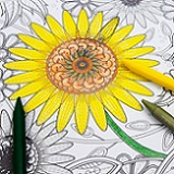 a coloring page of sunflowers that is partially colored