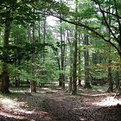 photo of a hiking trail in the woods with towering trees