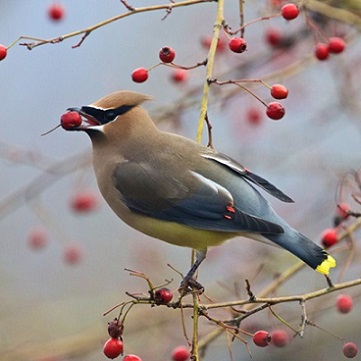 yellow bird with red berry in its mouth