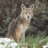 Coyote sitting on a snow-covered field