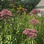 purple and yelllow flowers in a garden