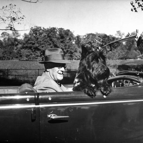 President FDR in a convertible car with his black scottish terrier Fala