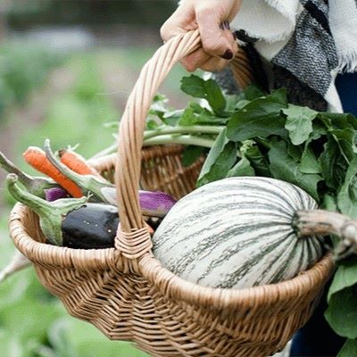 hand holding garden basket with carrots, eggplant and melon inside