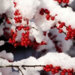 red berries on a bush, covered with snow