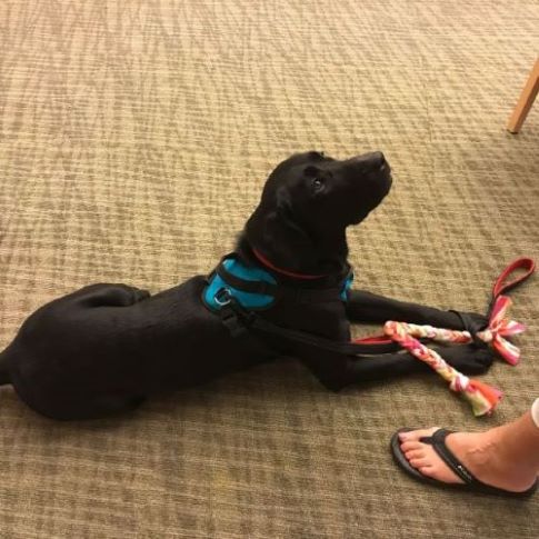 Black Lab service dog playing with a fleece pull toy