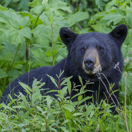 black bear amongst green plants