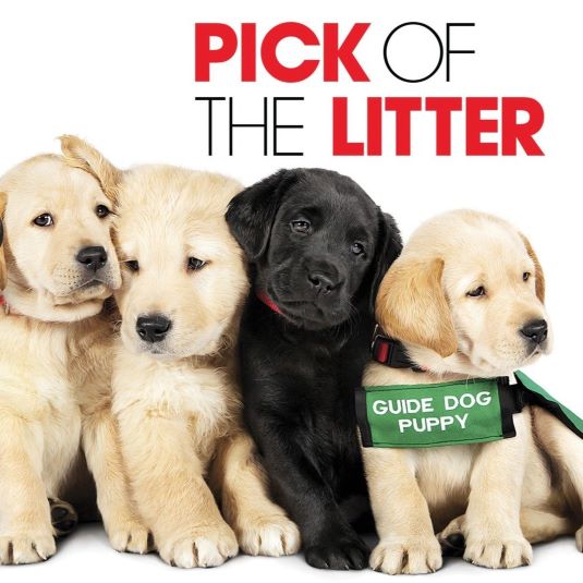 golden and black Labrador puppies with the title Pick of the Litter above them