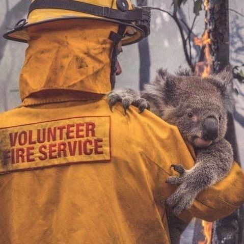 back of a fire fighter carrying a koala through a fire