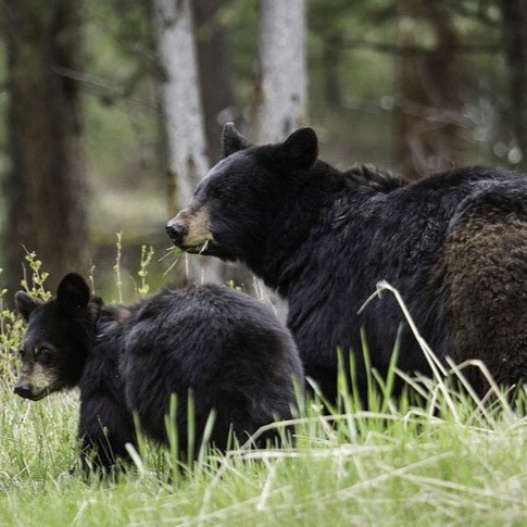 bear cub and adult walking in the woods