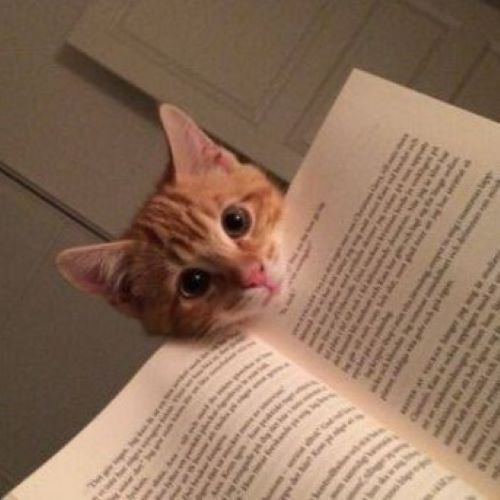 cat peering over the edge of a book