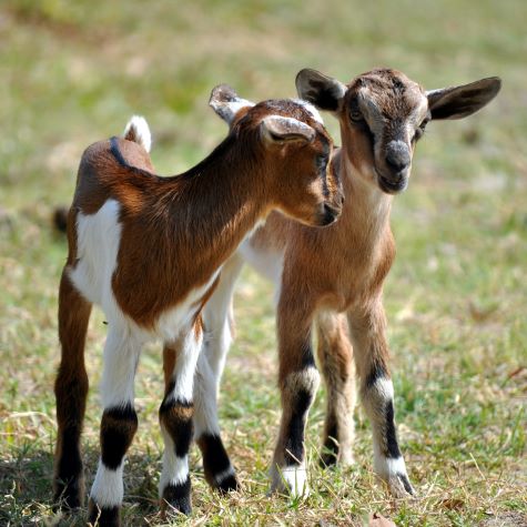 two brown and white baby goats on a lawn