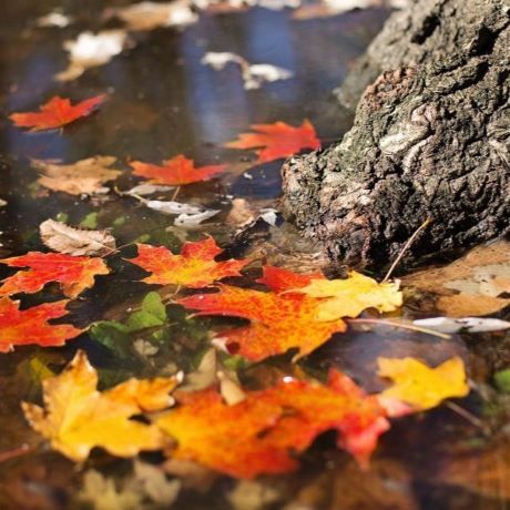 leaves scattered on puddle beneath tree