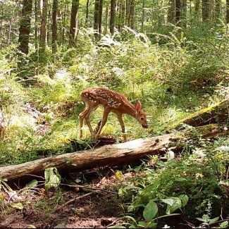 fawn grazing in the woods