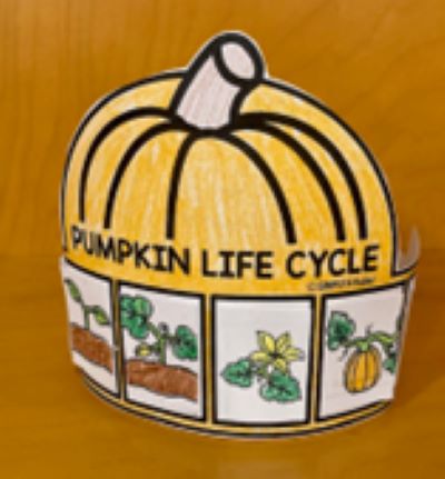 paper pumpkin with life cycles printed on it