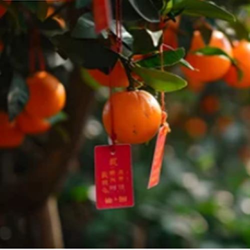 Mandarin oranges hanging on tree along with red banners