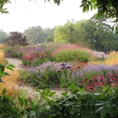 Picture of garden with tree and perennial flower beds