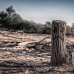 photo of burned out forest with tree stump containing a frowning face painted on it