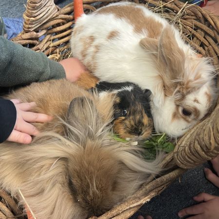 Two rabbits on either side of a guinea pig, all in a basket with little children's hands reaching out to pet them