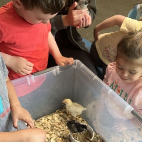small children looking into a large plastic bin containing baby chicks.