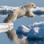 polar bear jumping from separating ice floes