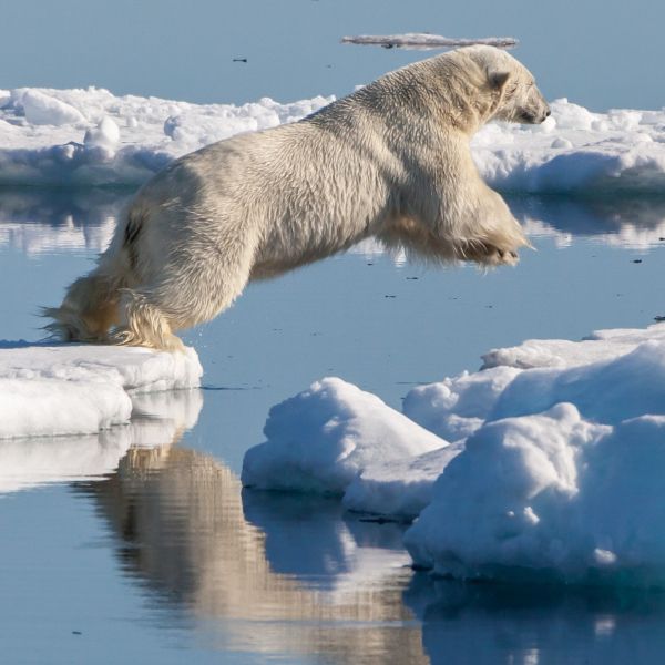 polar bear jumping from separating ice floes