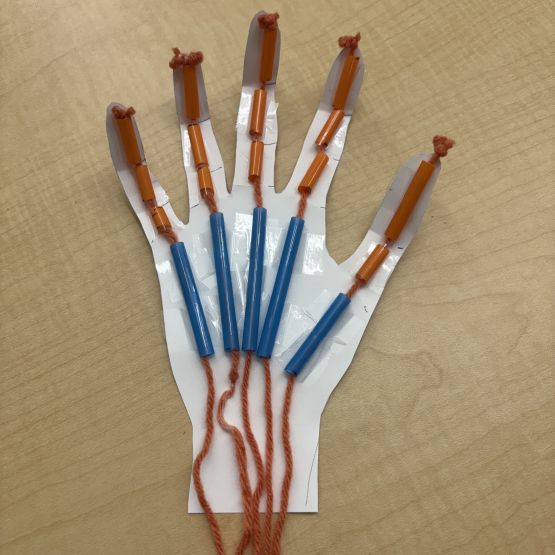 paper tracing of hand lined with thin tubes for bones and yarn for muscles