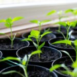 Close-up photo of plant seedlings sprouting from soil in individual round containers