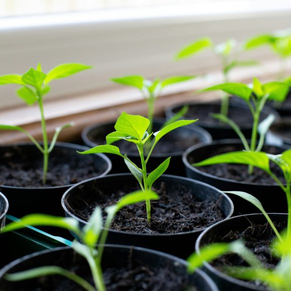 Close-up photo of plant seedlings sprouting from soil in individual round containers