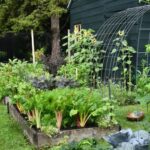 raised bed vegetable garden with rhubarb and kale, alongside trellis of sunflowers