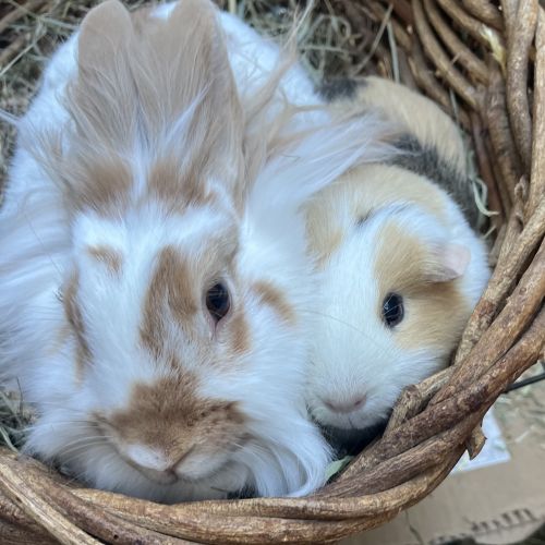 white and brown bunny and white and brown guinea pig snuggling in brown basket