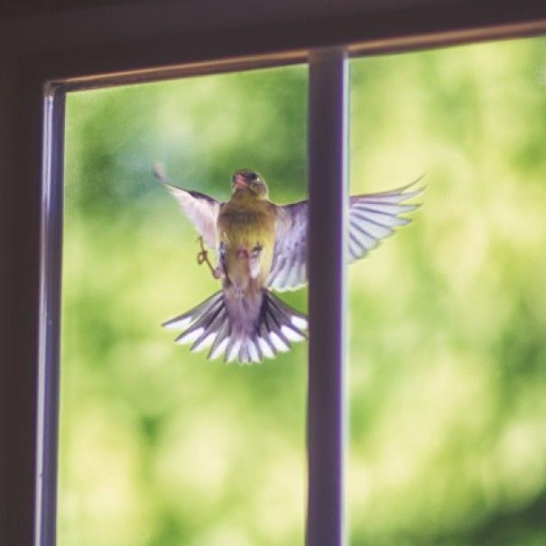 bird hovering outside a window