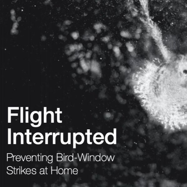 Shattered window pane, besides words: Flight Interrupted, Preventing Bird-Window Strikes at Home