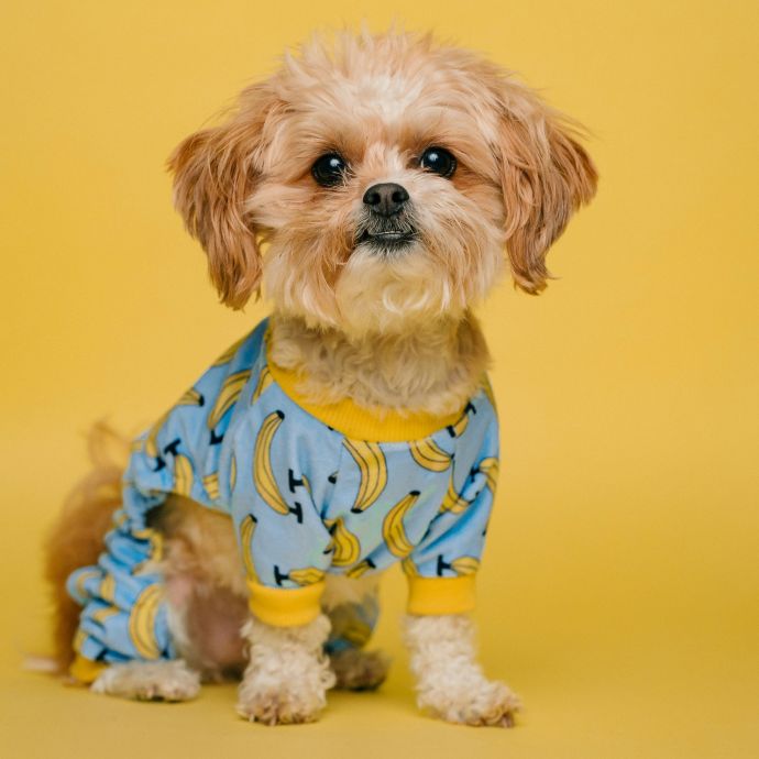 tiny dog dressed in pajamas