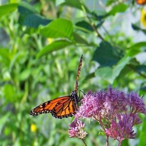 butterfly resting atop a flowering plant