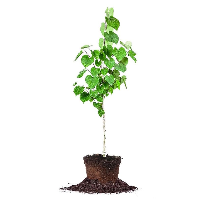 tree seedling in pot-shaped soil