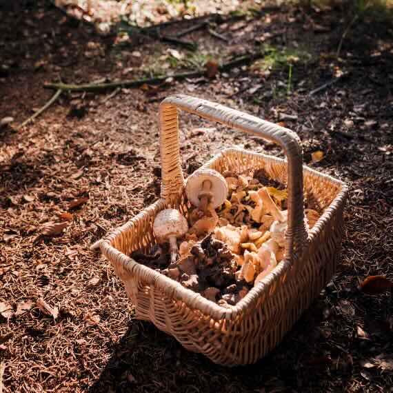 Image of a basket of wild mushrooms on the forest floor.