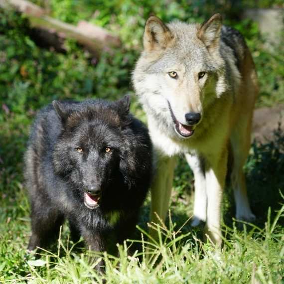 Two wolves standing together in the grass
