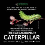 The Extraordinary Caterpillar movie poster featuring a green caterpillar on a thin plant branch.