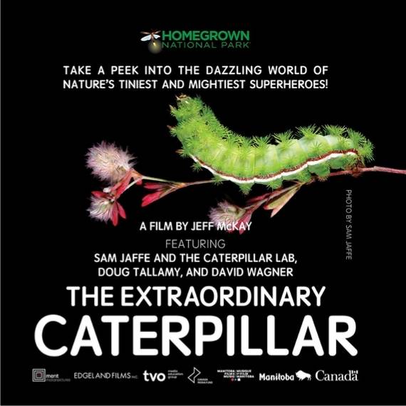 The Extraordinary Caterpillar movie poster featuring a green caterpillar on a thin plant branch.