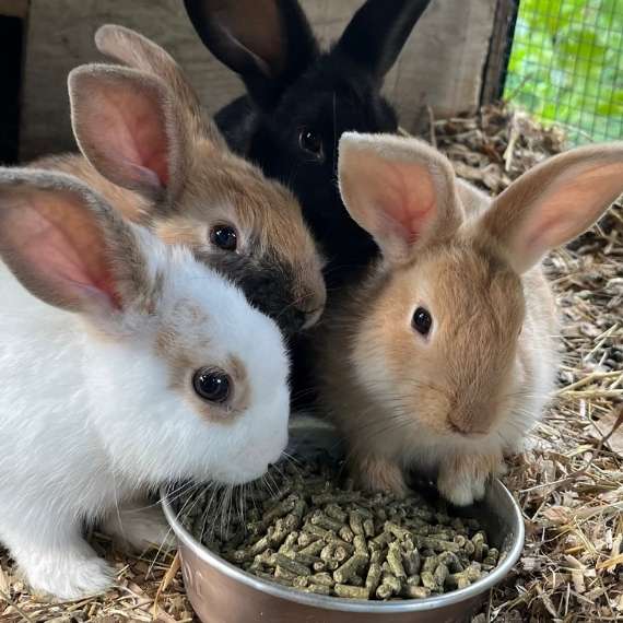 Four bunnies around a bowl with food in it